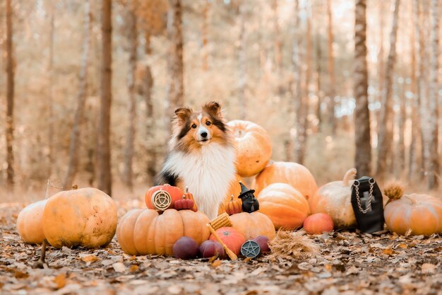 Photo a dog sits among a bunch of pumpkins in a forest