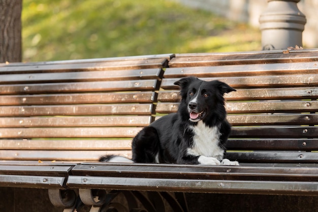 A dog sits on a bench in a park.