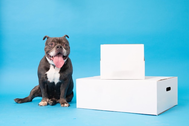 a dog sits on a blue background with a box that says  the dog is sitting next to it