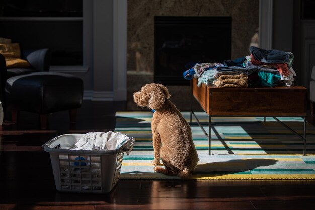 Dog sits by laundry and looks out window