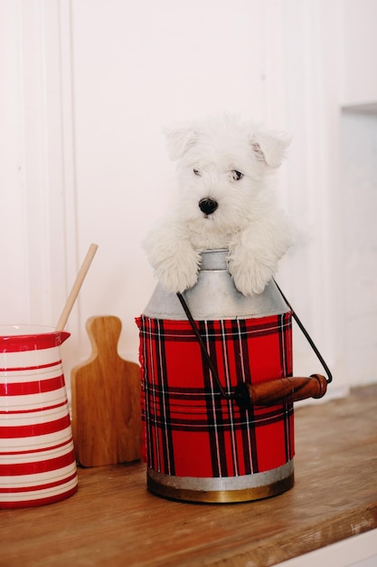 A dog sits in a can of tartan.