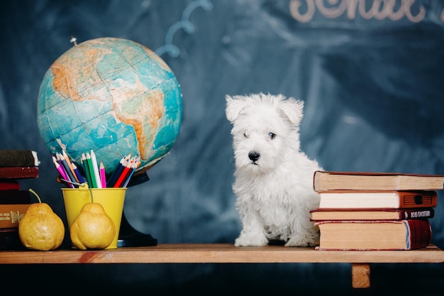 A dog sits on a desk next to a globe and a book with the word jojo.