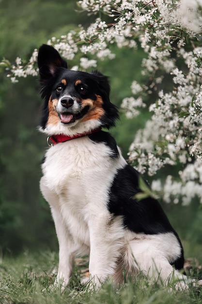 A dog sits in a field of flowers.