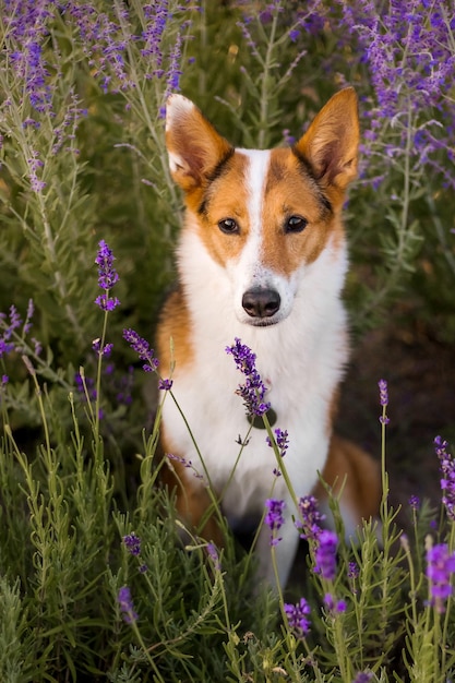 A dog sits in a field of lavender.