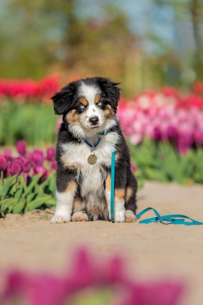 A dog sits in a field of tulips.