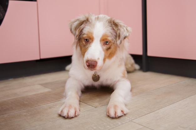 A dog sits on the floor in front of a pink cabinet.