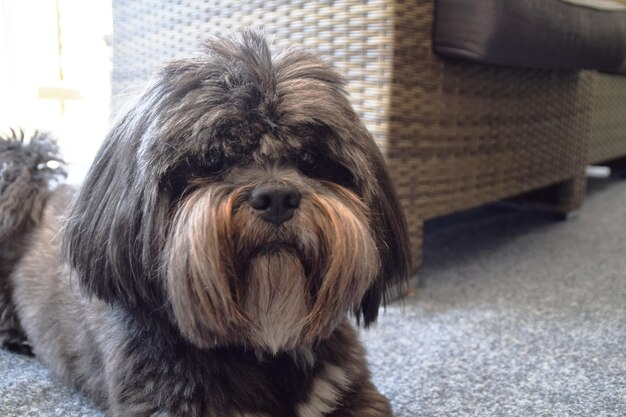 A dog sits on the floor in front of a wicker chair.