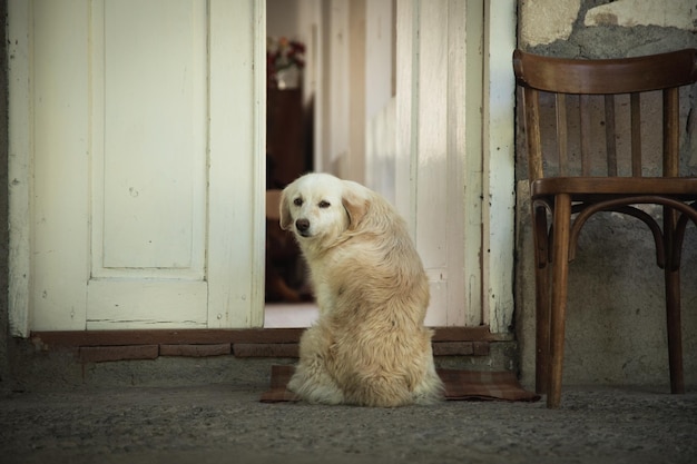 The dog sits in front of the door of the house