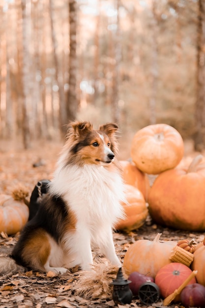 A dog sits in front of a pumpkin patch.