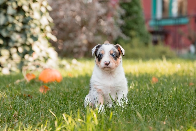 Photo a dog sits in the grass in front of a pumpkin patch.