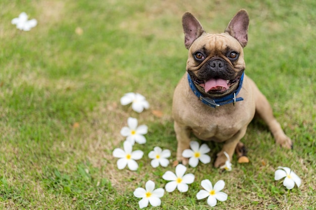 犬が花に囲まれた草の上に座っています。