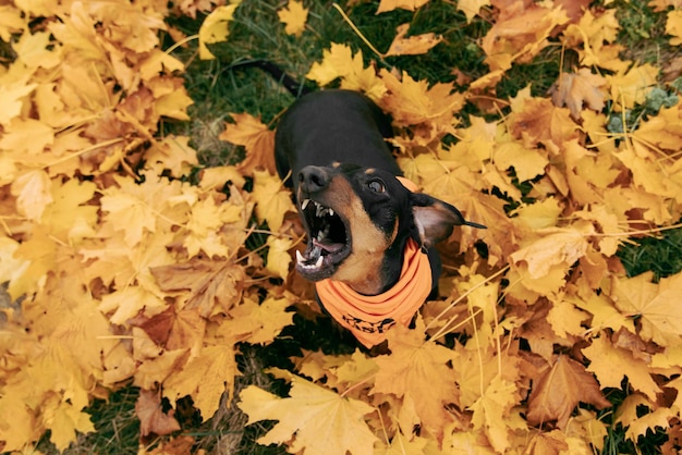 Photo a dog sits in the leaves of a fall field