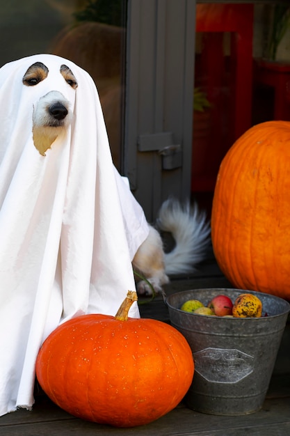 Photo the dog sits like a ghost on the steps with pumpkins jack, scary and creepy. halloween ghost, vertical photography