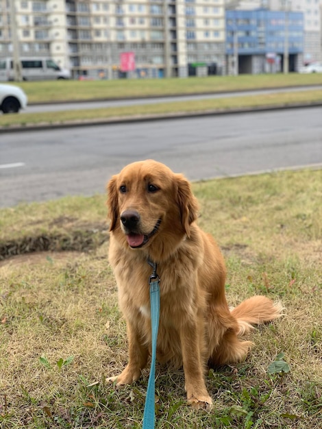 Foto il cane si siede vicino al viale e riposa