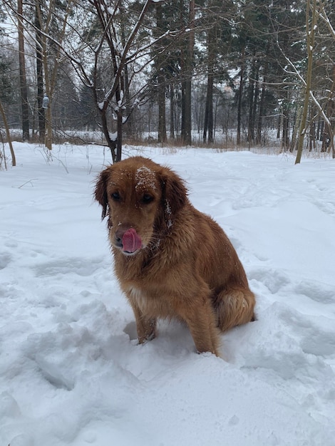 犬は雪の上で公園に座って鼻をなめる