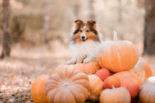 A dog sits among a pile of pumpkins.