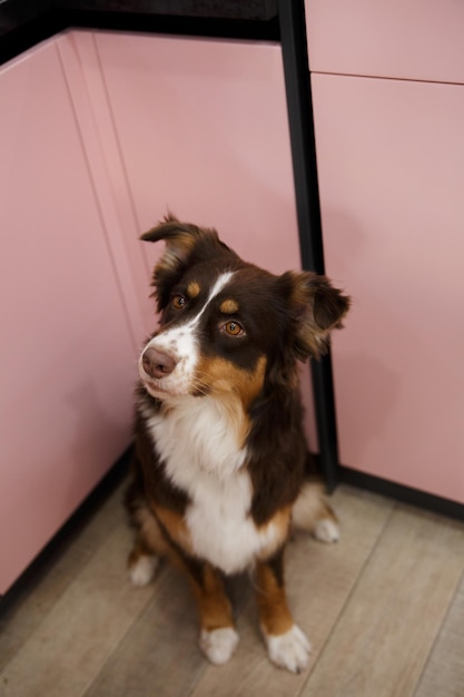 A dog sits in a pink room with a pink door behind it.