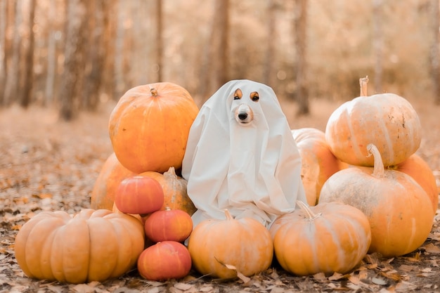 A dog sits among pumpkins in a pumpkin patch.