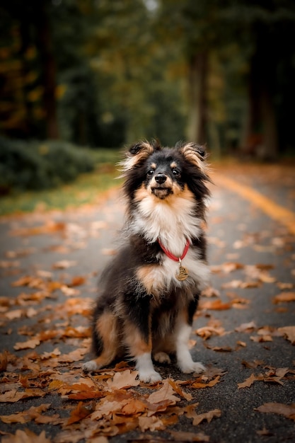 A dog sits on a road in autumn leaves.