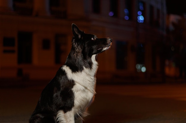 赤い車を背景に、建物の前の歩道に犬が座っています。