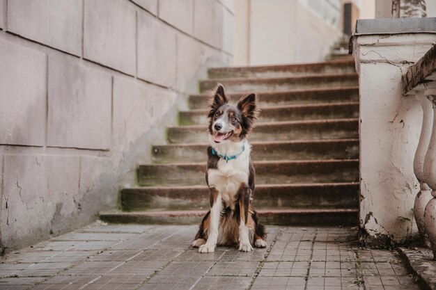 A dog sits on the sidewalk in front of a staircase.