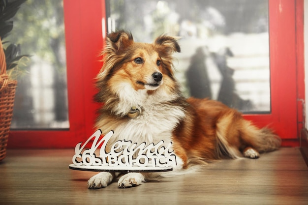 A dog sits next to a sign that says mexico corso.