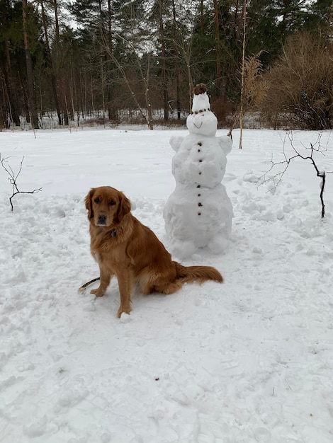 A dog sits and smiles next to a snowman in a winter meadow