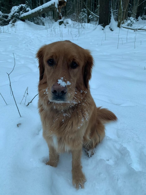 犬は森の雪の上に座り、白い雪の中で黒い鼻を塗ります