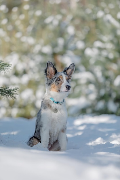 A dog sits in the snow in front of a snowy tree.