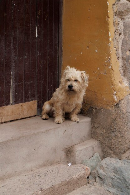 Photo a dog sits on a step in front of a gate in the village of ollantaytambo peru