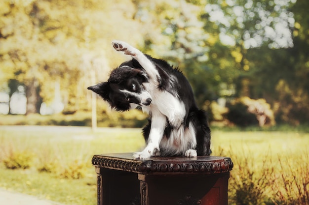 A dog sits on a stool with its arm raised and the word dog on it