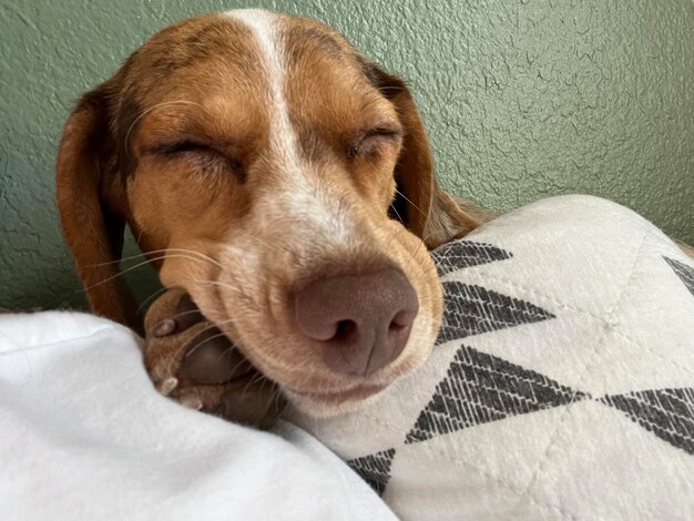 犬が花瓶の隣のテーブルに座っています。