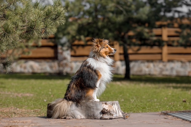 A dog sits on a tree stump in a park