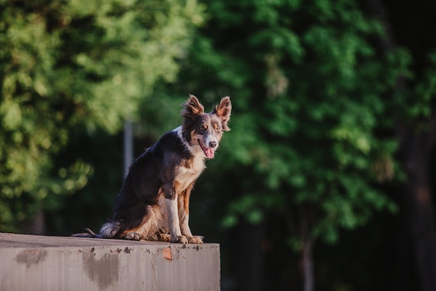 A dog sits on a wall in front of a tree.