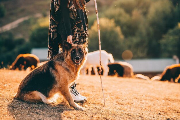 Foto il cane si siede con il suo proprietario sul prato