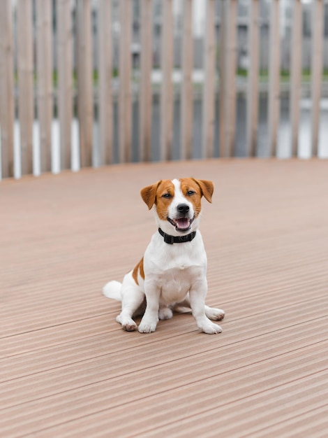 A dog sits on a wooden deck with a black collar