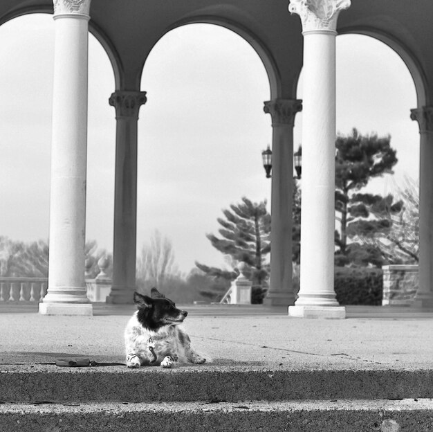 Foto cane seduto contro le colonne