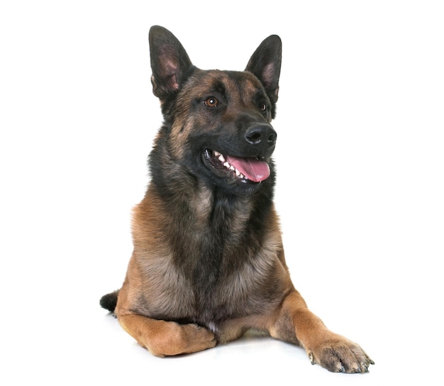 白い背景に座っている犬