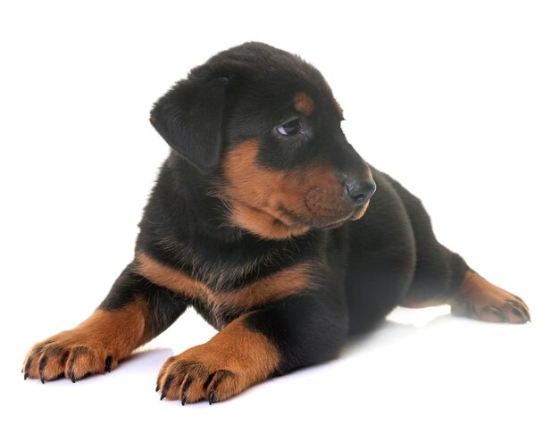 Dog sitting against white background