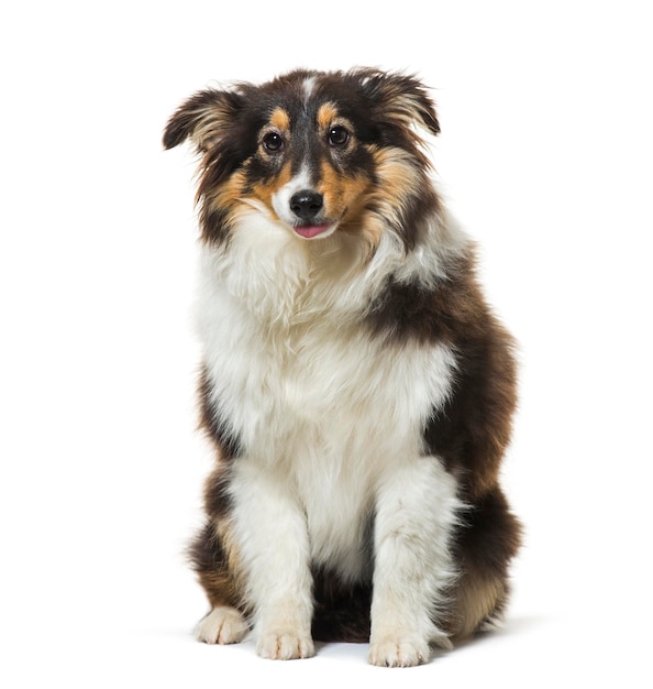 Dog sitting against white background