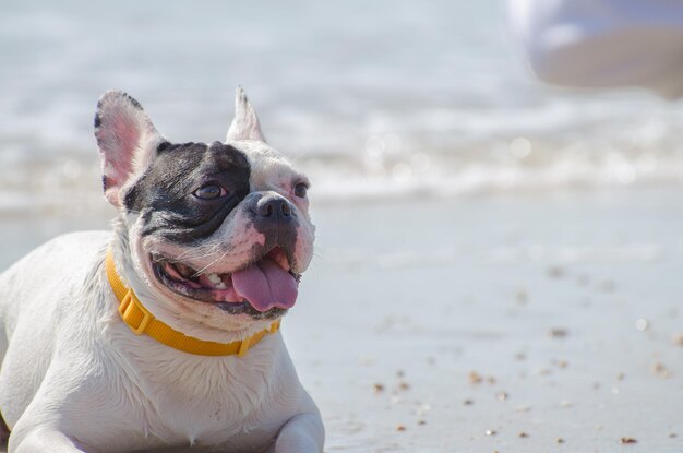 写真 晴れた日にビーチに座っている犬