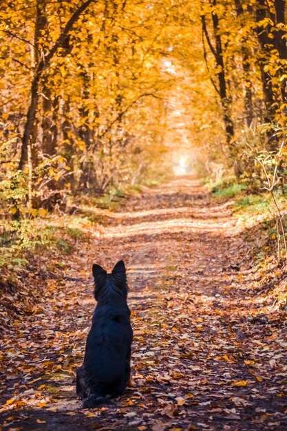 Cane seduto su una strada forestale e distoglie lo sguardo in autunno