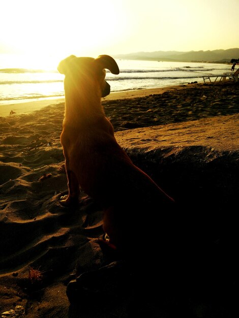 Foto cane seduto sulla spiaggia durante il tramonto