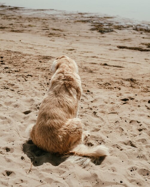 Dog sitting on beach