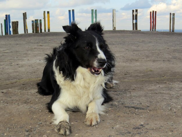 Photo dog sitting on the beach