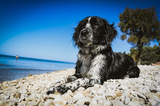 Dog sitting on the beach