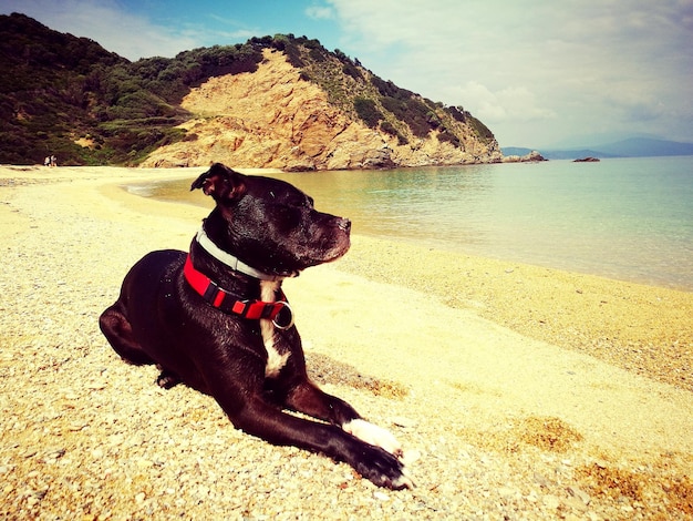 Foto cane seduto su una spiaggia