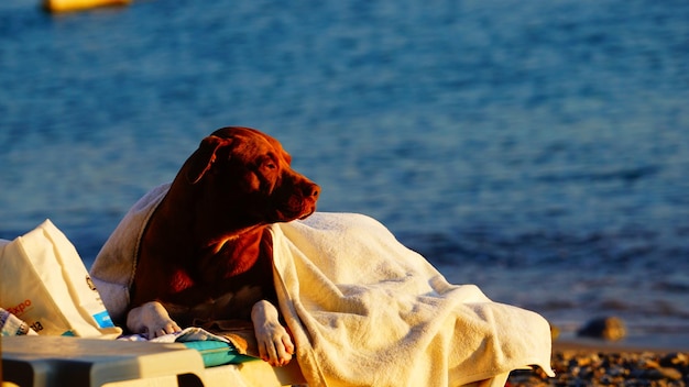 Foto cane seduto sulla spiaggia