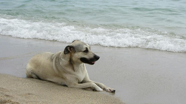 Foto cane seduto sulla spiaggia