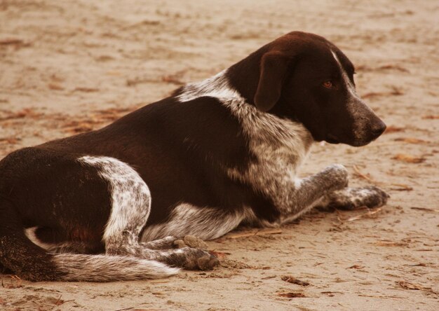 Foto cane seduto sulla spiaggia